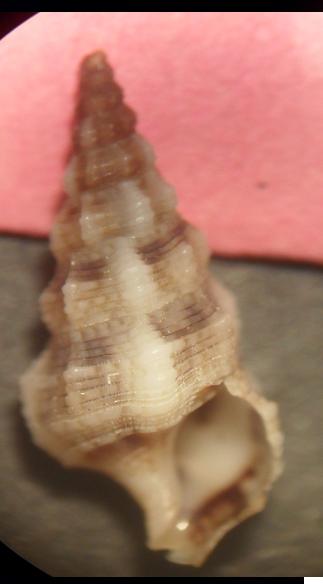 cerithium da identificare..